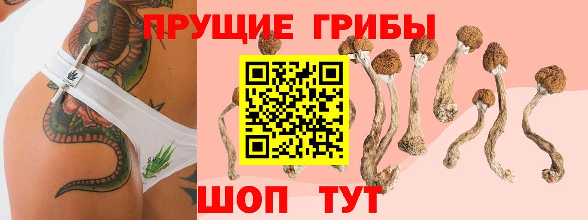 Галлюциногенные грибы Psilocybe Тихвин